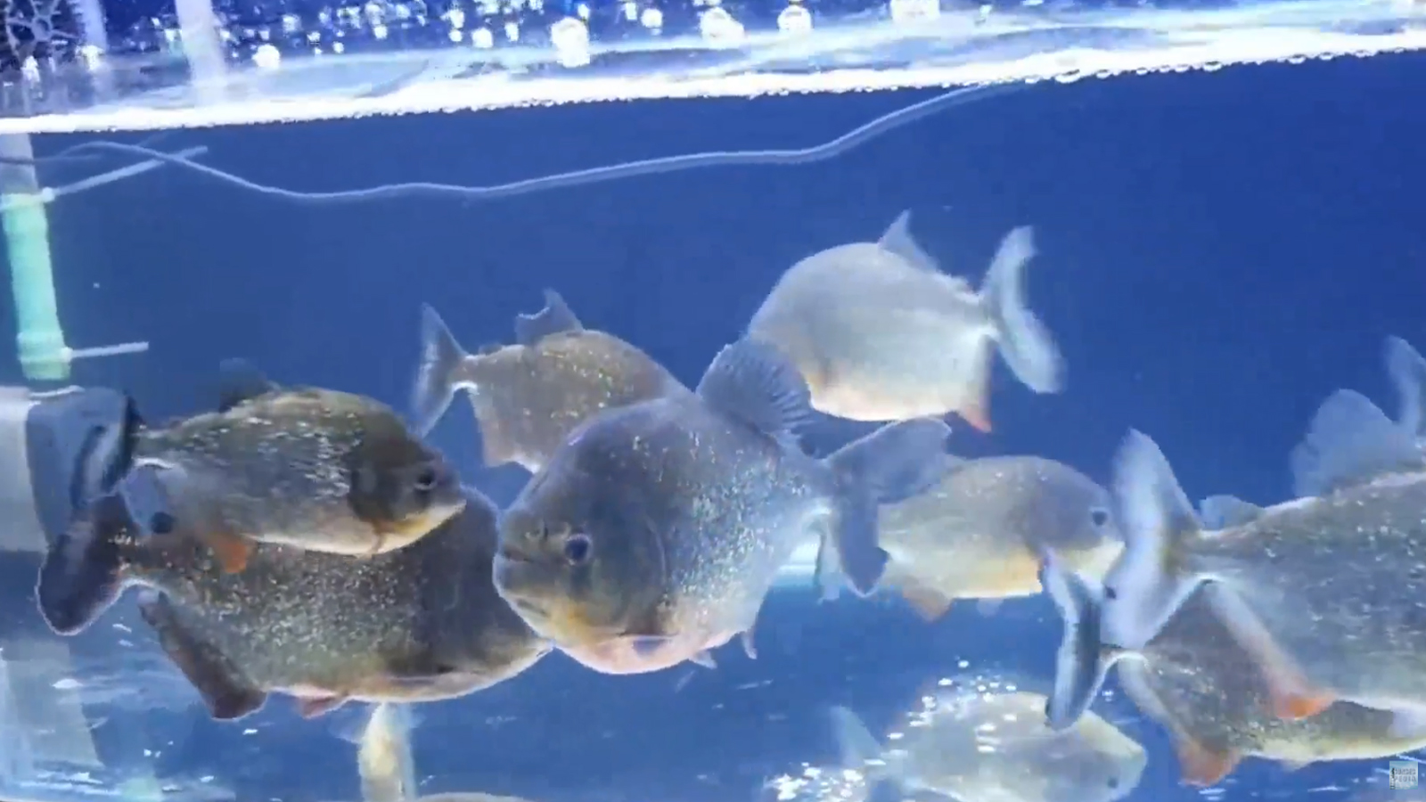 Panduan Lengkap Cara Budidaya Ikan Bawal Bagi Pemula Agar ...