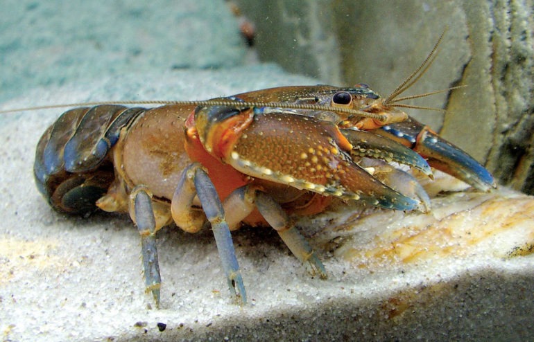 Peluang Bisnis dan Cara Lengkap Budidaya Lobster Air Tawar - Kitadigi.com